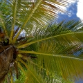 Palm