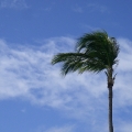 Palm in the Wind